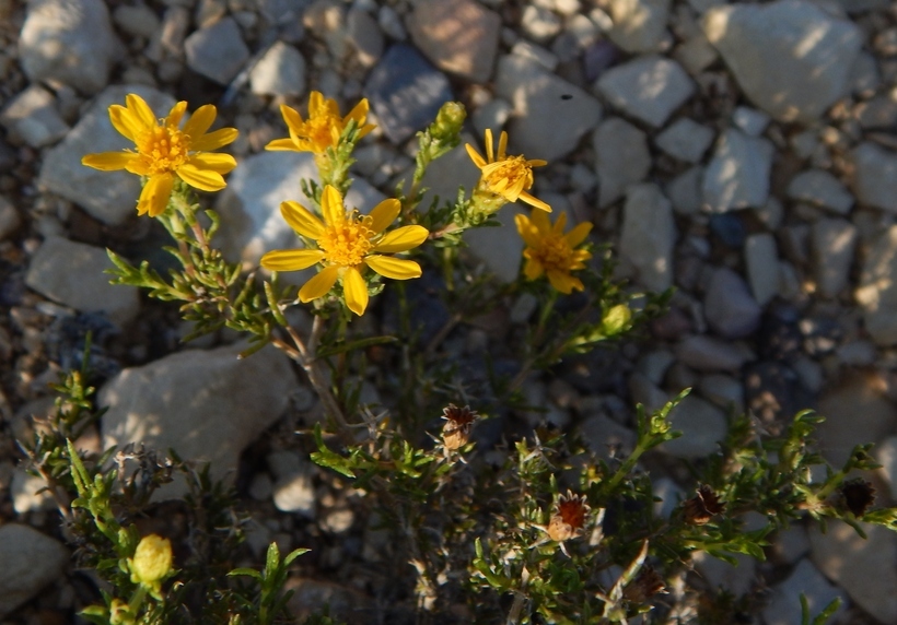 Image of pricklyleaf dogweed