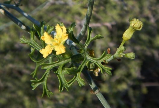 Image of slimlobe globeberry