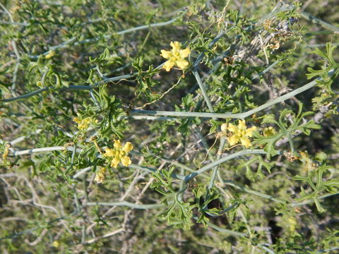 Image of slimlobe globeberry