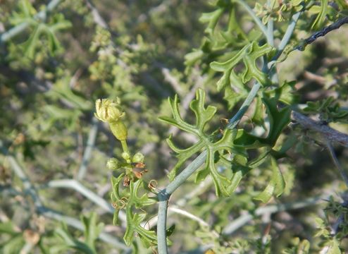 Image of slimlobe globeberry