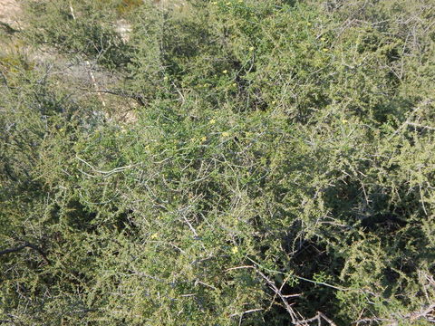 Image of slimlobe globeberry