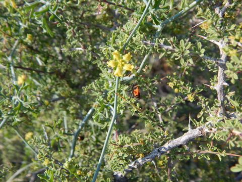 Image of slimlobe globeberry