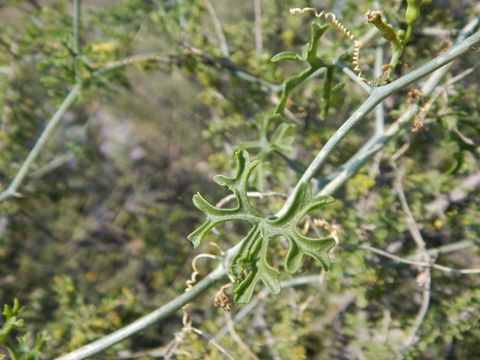 Image of slimlobe globeberry