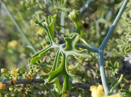 Image of slimlobe globeberry