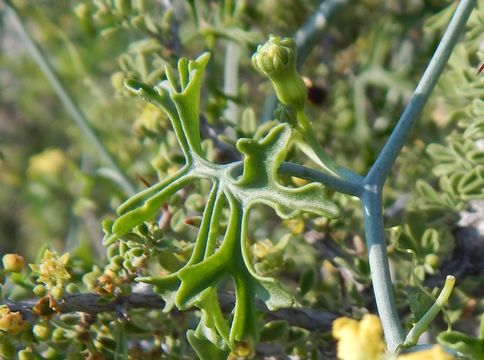 Image of slimlobe globeberry