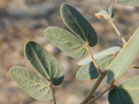 Image de Senna bauhinioides (A. Gray) H. S. Irwin & Barneby