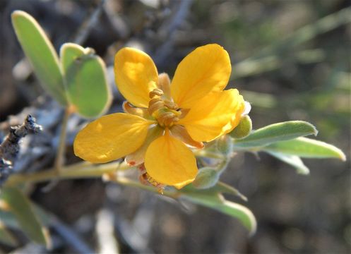 Image de Senna bauhinioides (A. Gray) H. S. Irwin & Barneby