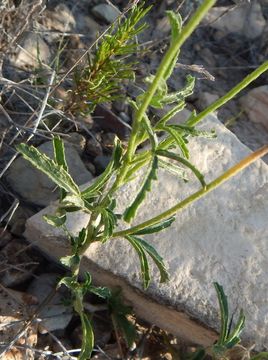 Image of desert rosemallow