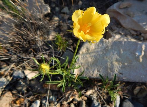 Image of desert rosemallow