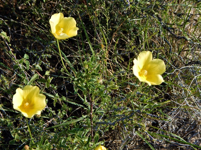 Image of desert rosemallow