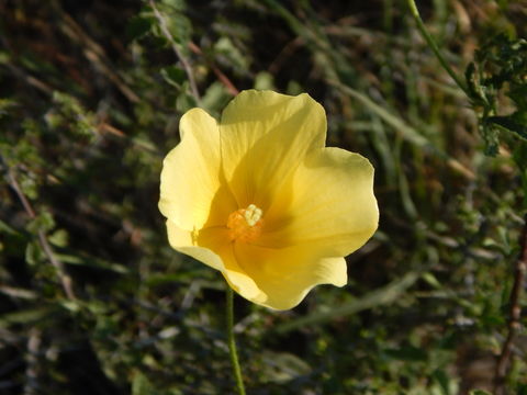 Image of desert rosemallow