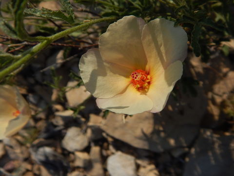 Image of desert rosemallow