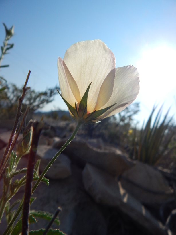 Image of desert rosemallow