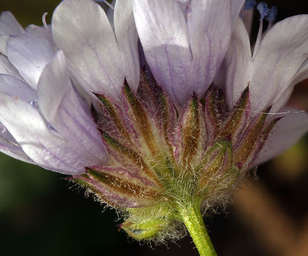 Image of bluehead gilia