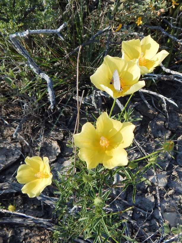 Image of desert rosemallow