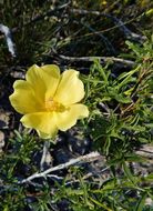 Image of desert rosemallow