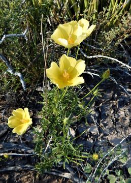 Image of desert rosemallow