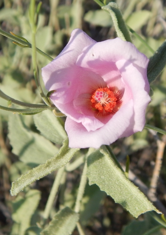 Imagem de Hibiscus denudatus Benth.