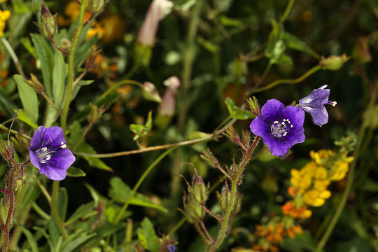 Image of Parry's phacelia