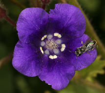 Image of Parry's phacelia