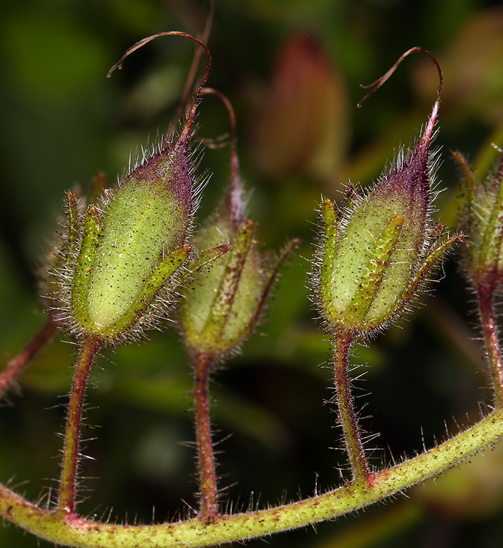 Image of Parry's phacelia