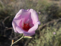 Imagem de Hibiscus denudatus Benth.