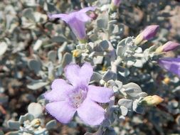 Image of Big Bend barometerbush