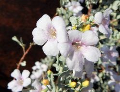 Image of Big Bend barometerbush