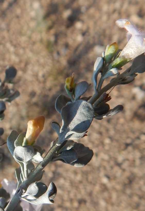 Image of Big Bend barometerbush