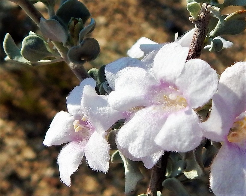 Image of Big Bend barometerbush