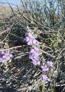 Image of Big Bend barometerbush