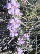 Image of Big Bend barometerbush