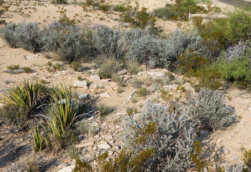 Image of Big Bend barometerbush