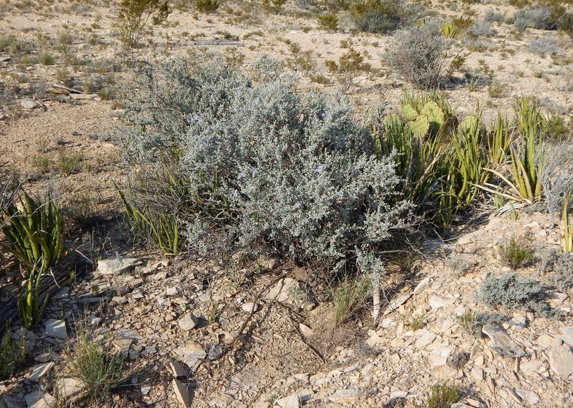 Image of Big Bend barometerbush