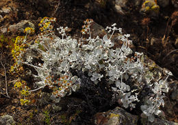 Image of Conejo buckwheat