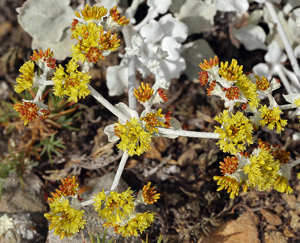 Image of Conejo buckwheat