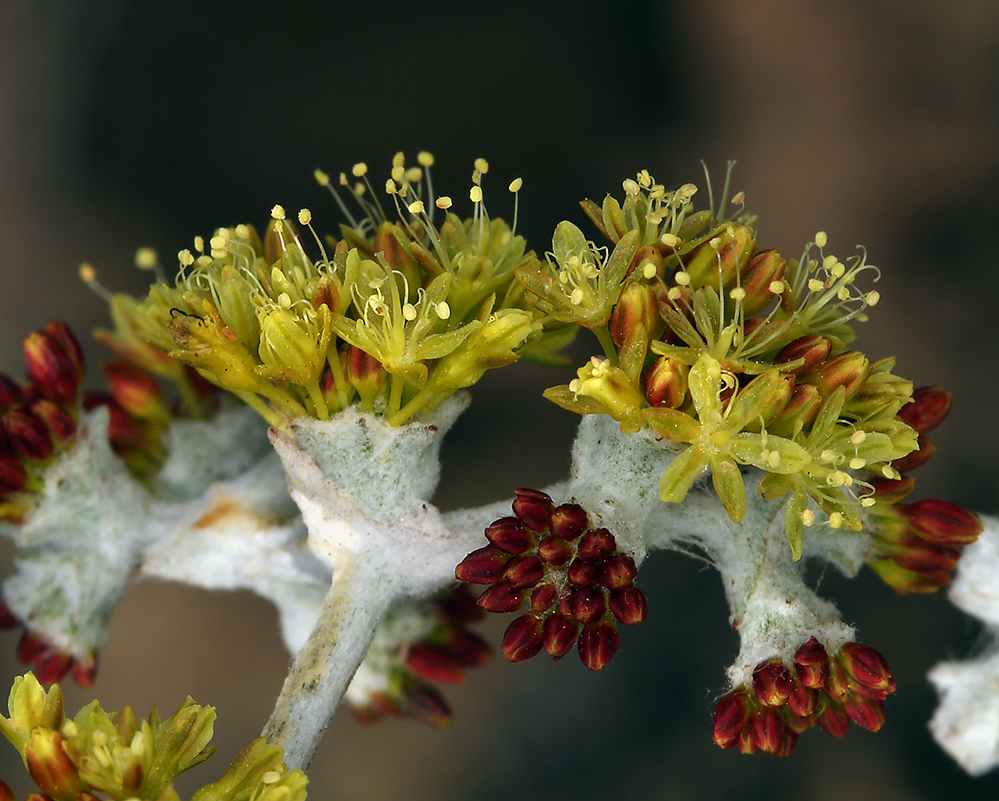 Image of Conejo buckwheat