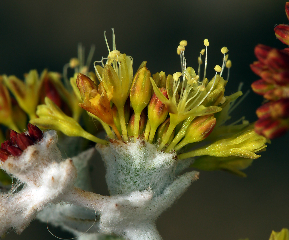 Image of Conejo buckwheat