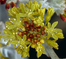 Image of Conejo buckwheat