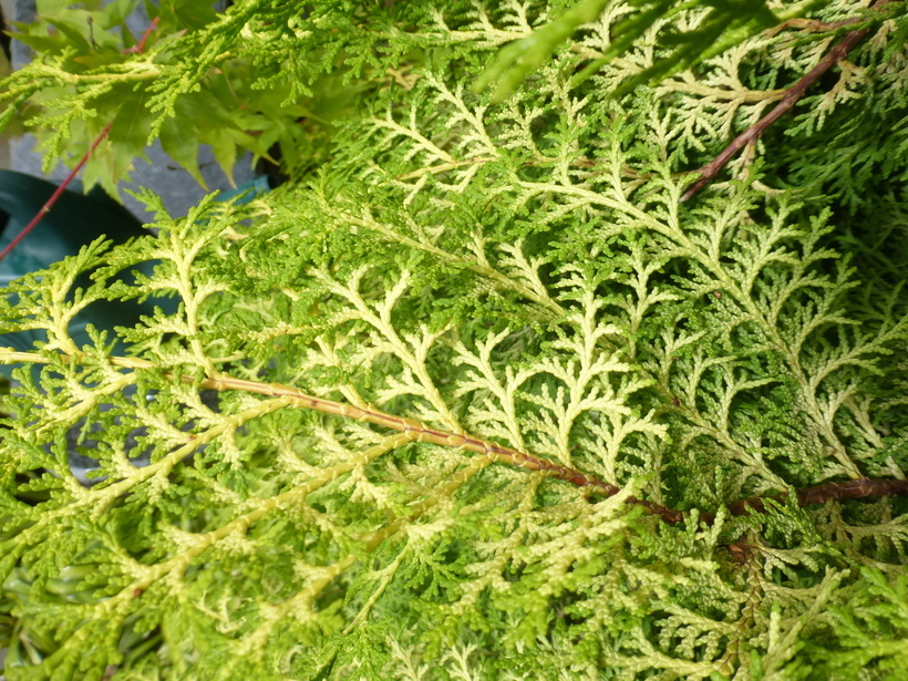 Image of Hinoki Cypress