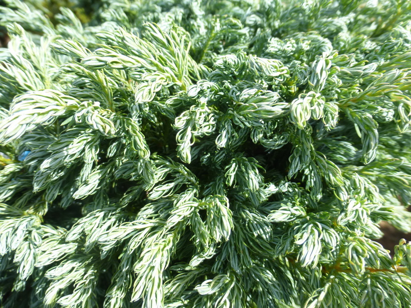 Image of Sawara Cypress