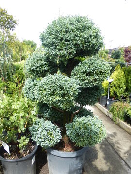 Image of Sawara Cypress