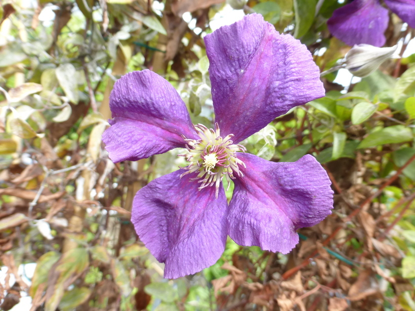 Image of Purple Clematis