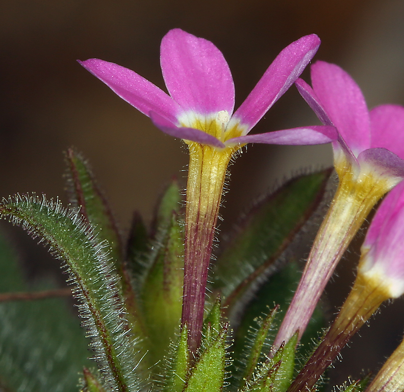 Image of variableleaf collomia