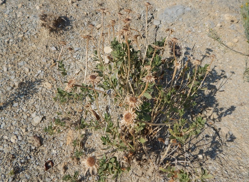 Sivun Xylorhiza wrightii (A. Gray) Greene kuva