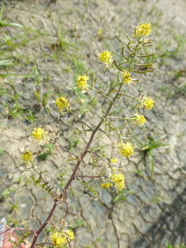 Image of curvepod yellowcress