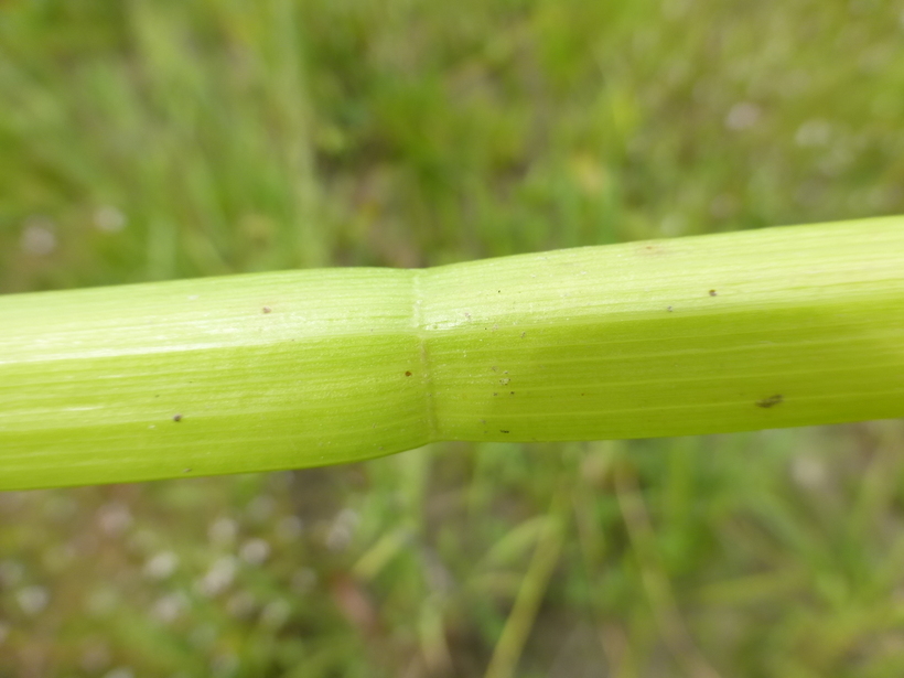 Image of hemlock waterparsnip