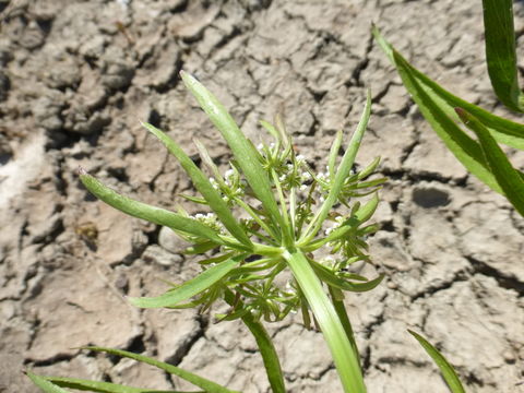 Image of hemlock waterparsnip