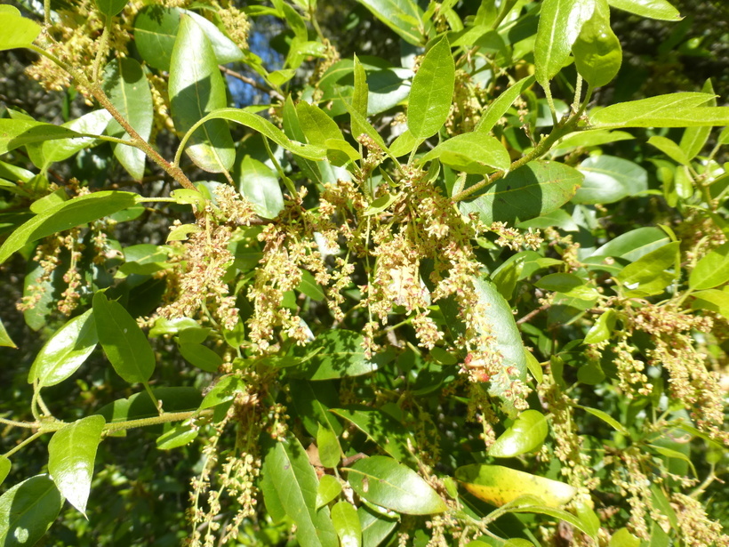 Слика од Quercus chrysolepis Liebm.