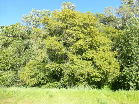 Image de Quercus chrysolepis Liebm.